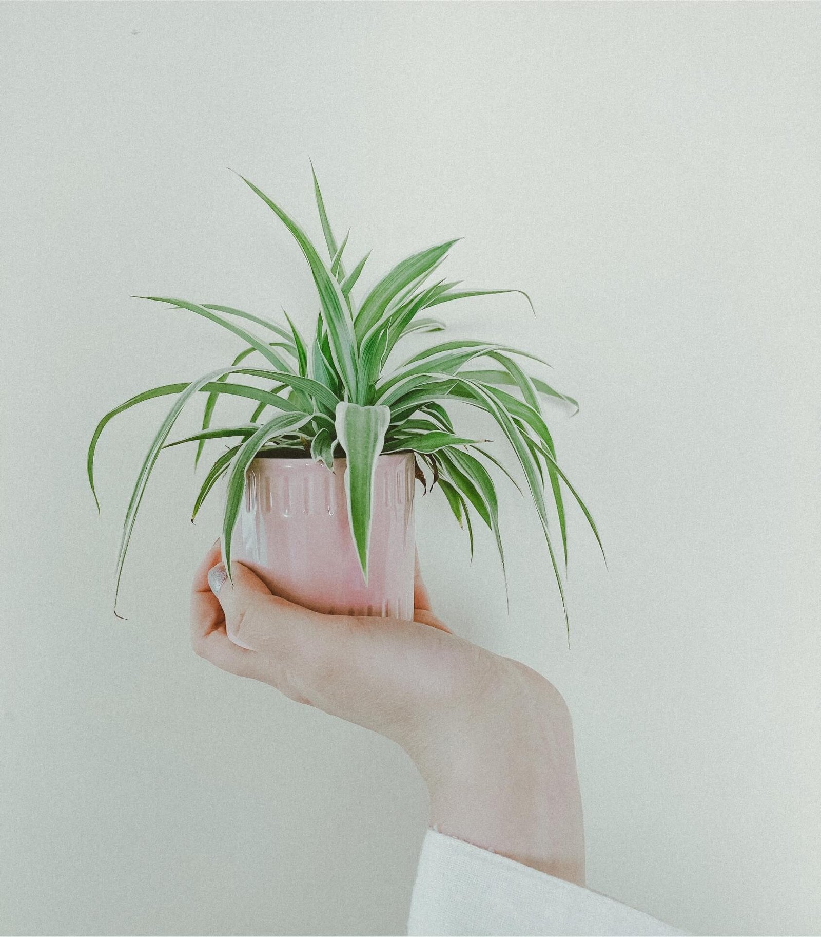 gardening services in raipur