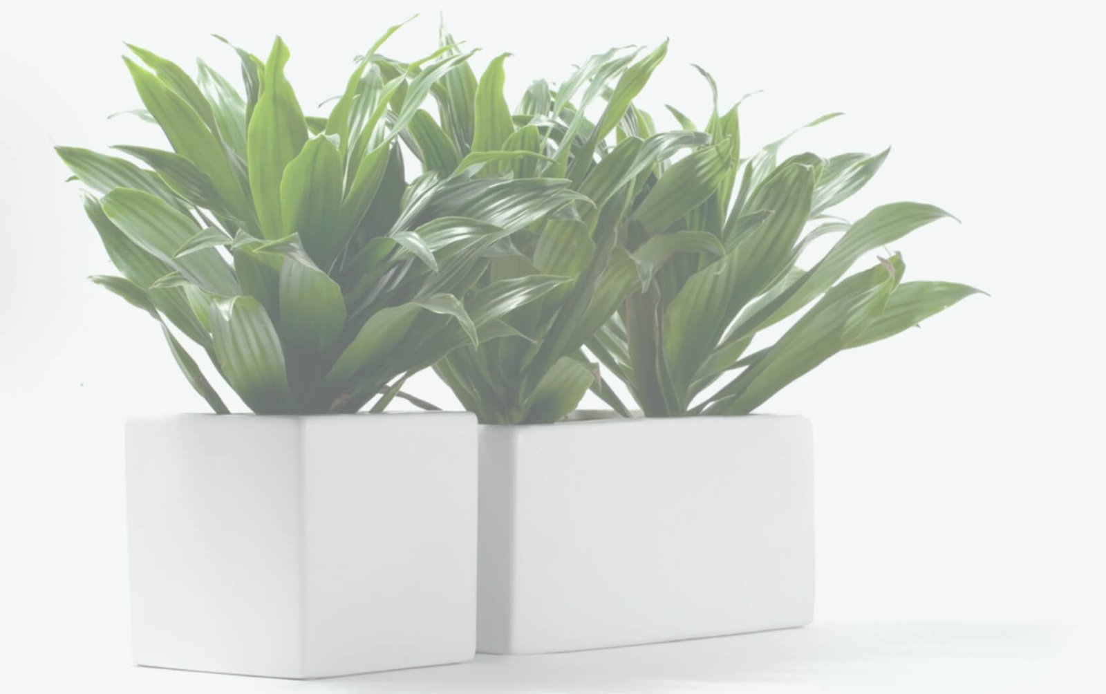 gardening services in raipur