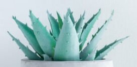 gardening services in raipur