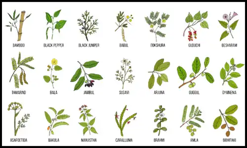 gardening service in raipur